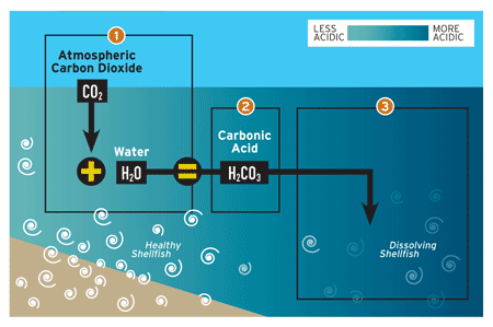 Puget Sound Ocean Acidification in Environmental News Again Puget Sound Ocean Acidification in Environmental News Again