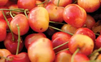 Meet the Producer: Lyall Farms Meet the Producer: Lyall Farms