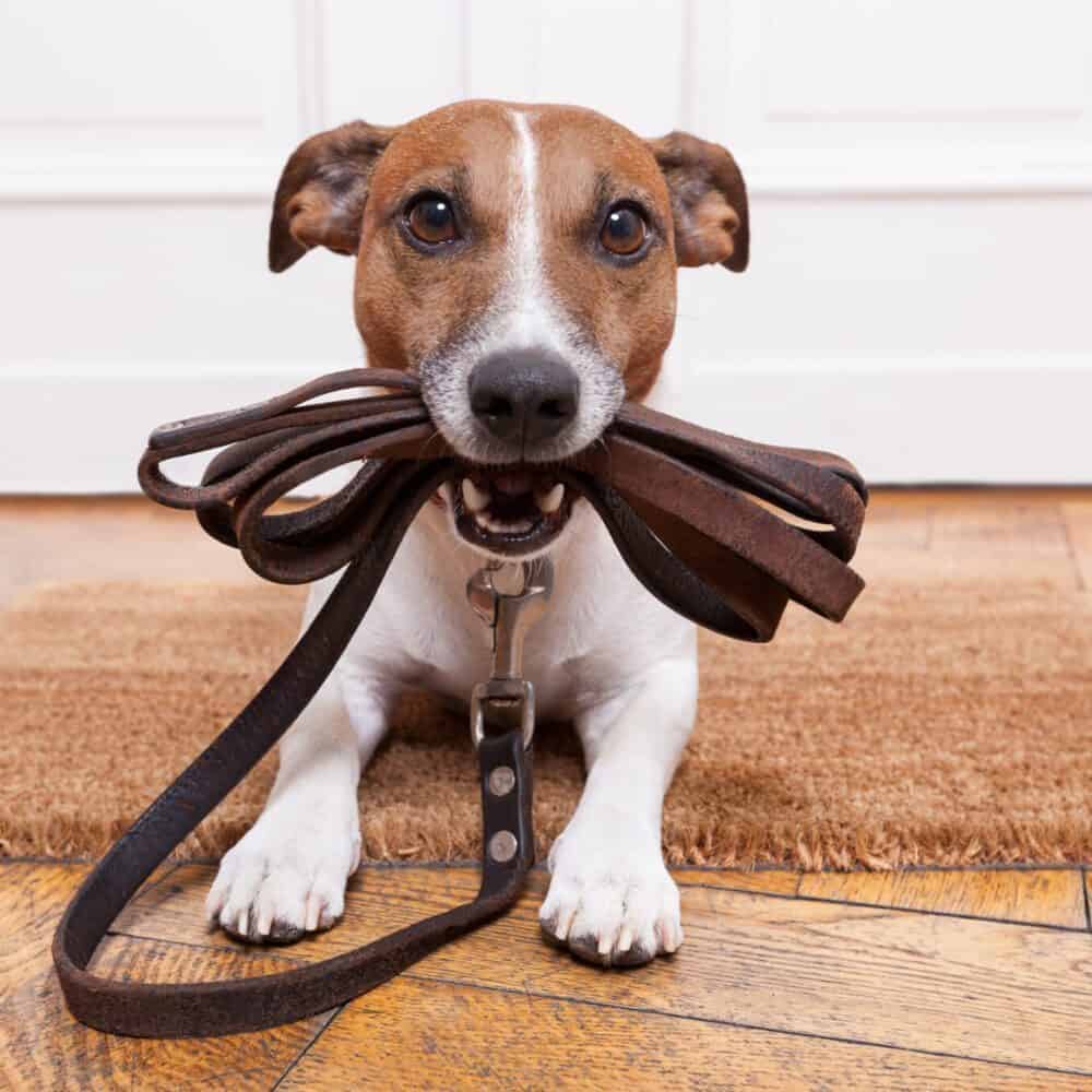 Wags To Riches Wags To Riches