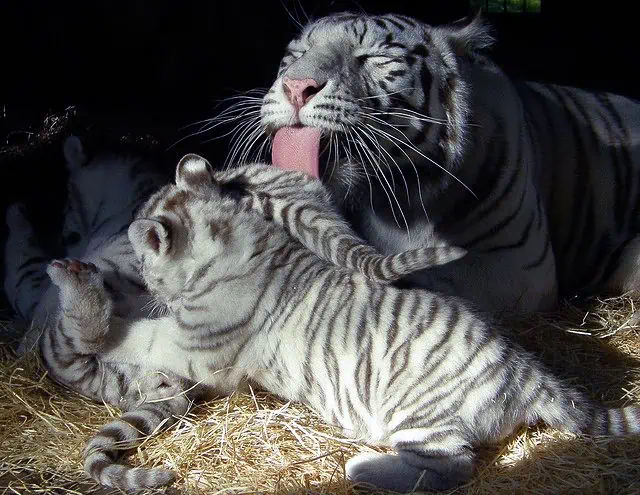 Can You Tiger Mom a Preschooler? Can You Tiger Mom a Preschooler?