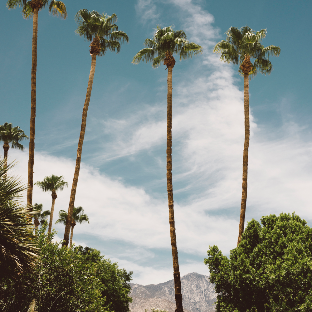 Palm Springs Top Destination for Seattleites Palm Springs Top Destination for Seattleites