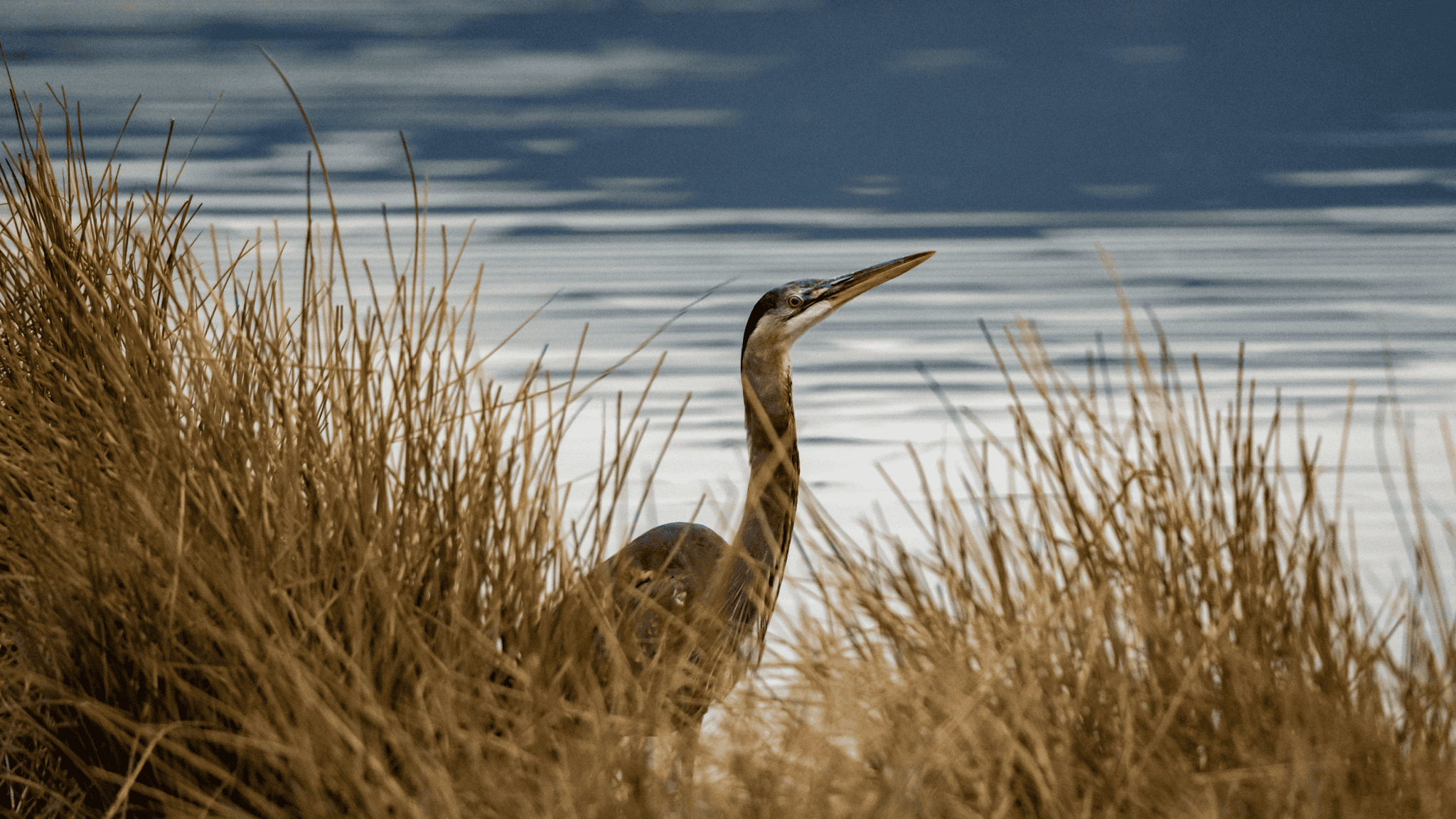 Great Blue Heron - Great Blue Heron Reserve_-cropped Great Blue Heron - Great Blue Heron Reserve_-cropped