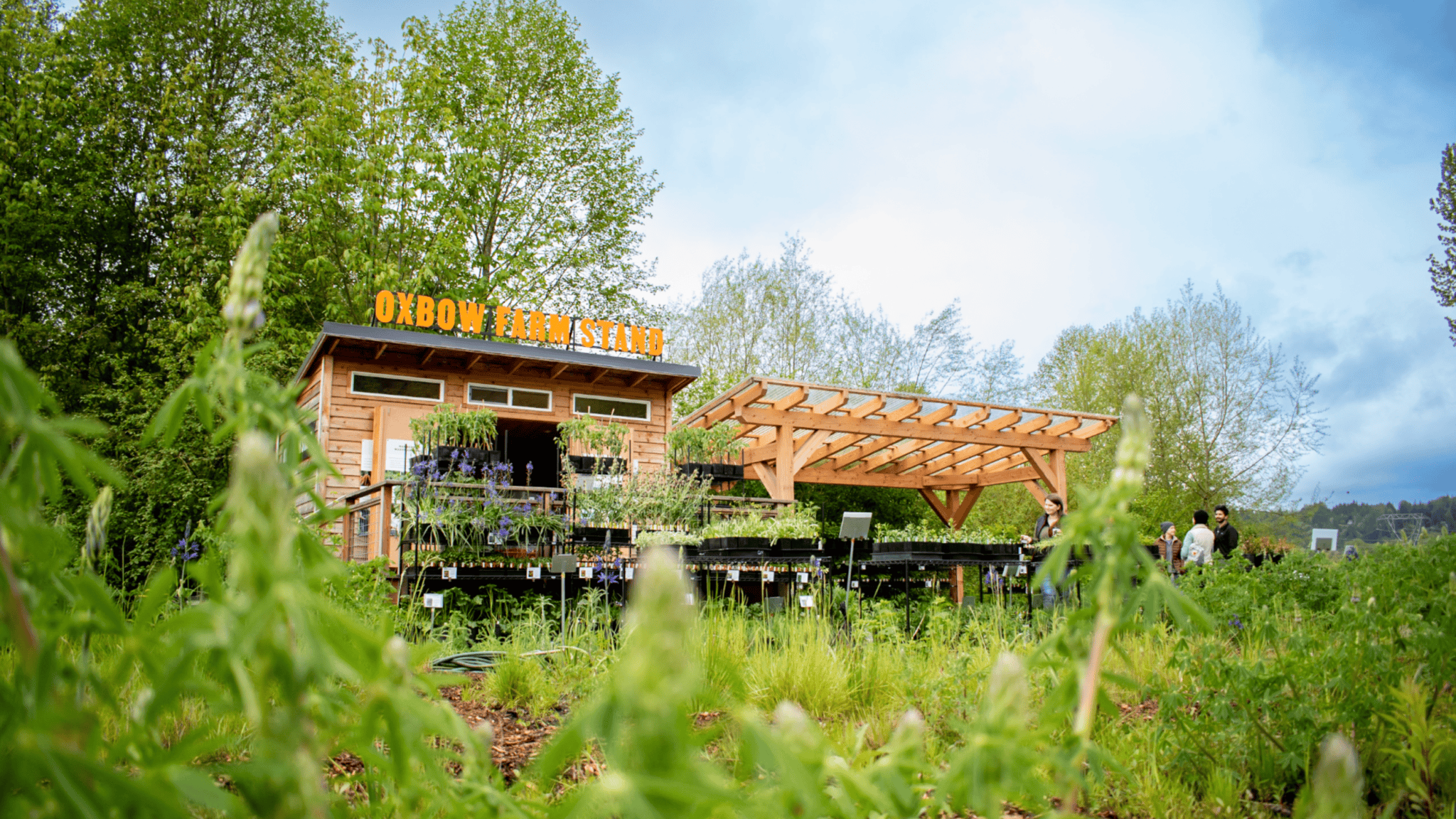 Oxbow Farm Stand Spring-cropped Oxbow Farm Stand