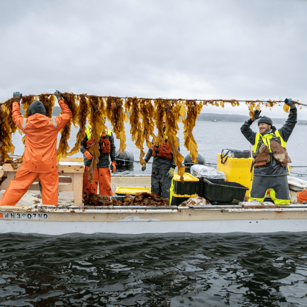 Sea to shining snack: Seattle's seaweed syndicate Sea to shining snack: Seattle's seaweed syndicate